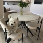 Главная Стулья Корбу и стол Фелис